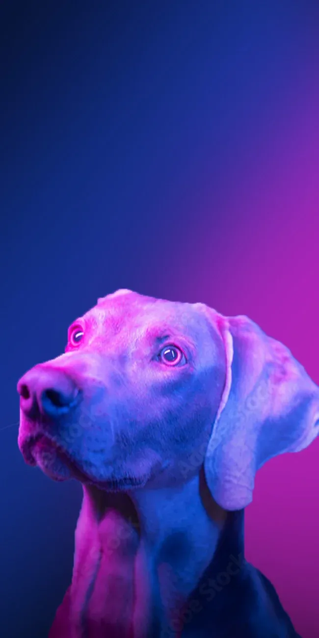 Top 5 loyalty programme benefits | Vetro Media Blog